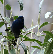 Streaked Dacnis