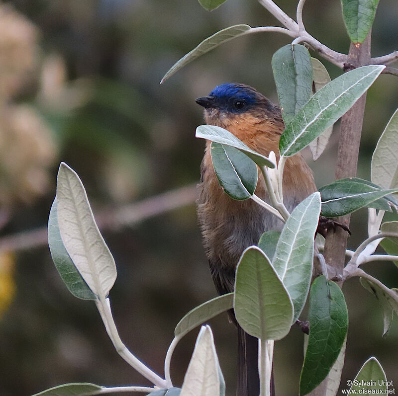 Streaked Dacnis female adult