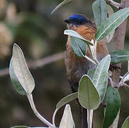 Streaked Dacnis