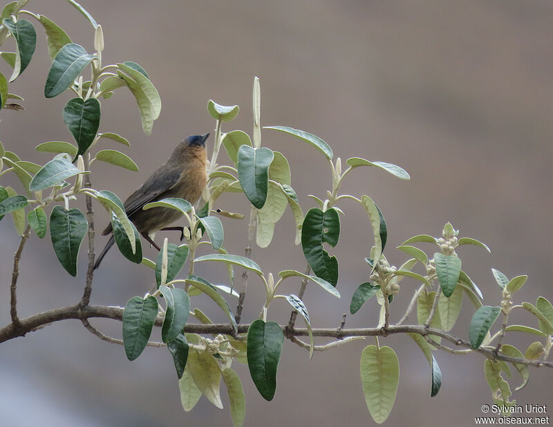 Streaked Dacnis female adult