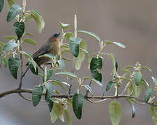 Streaked Dacnis