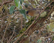 Streaked Dacnis