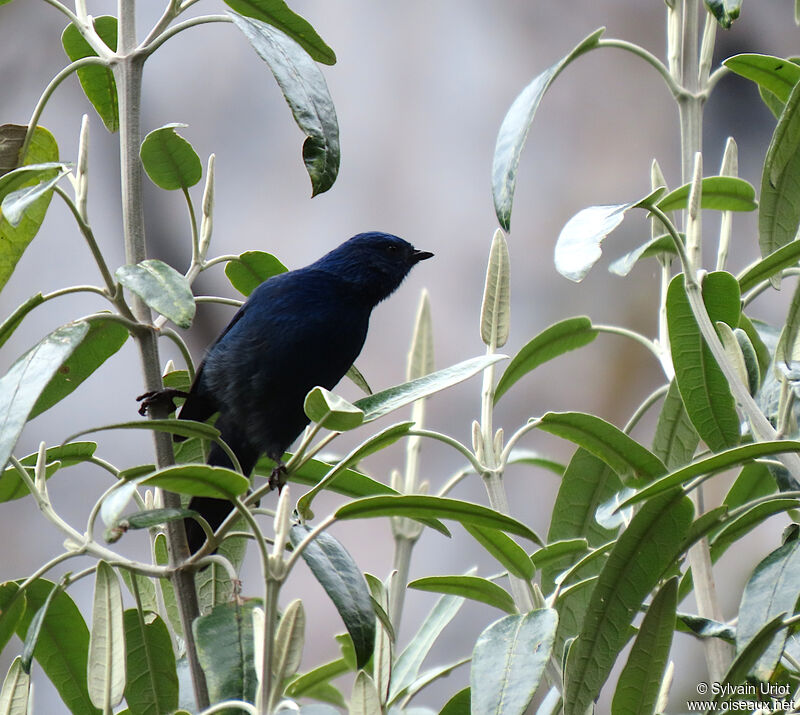 Streaked Dacnis male adult