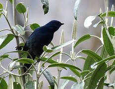 Streaked Dacnis