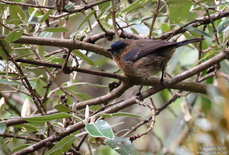 Streaked Dacnis female adult