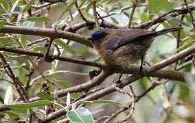 Streaked Dacnis