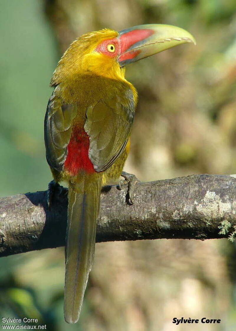 Saffron Toucanet - Pteroglossus bailloni adult - syco178715