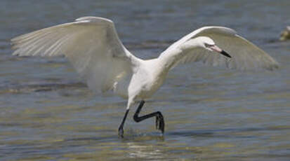 Aigrette roussâtre