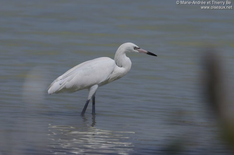 Aigrette roussâtre