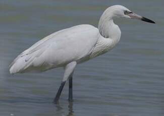 Aigrette roussâtre