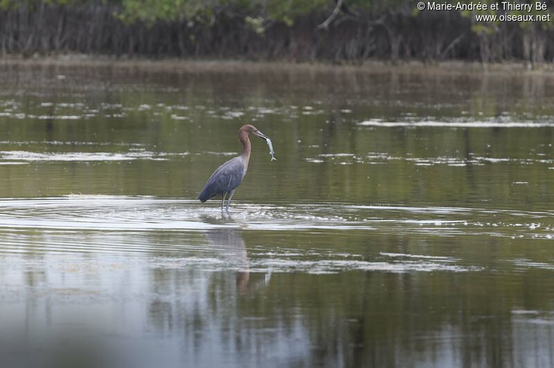 Aigrette roussâtre