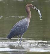 Aigrette roussâtre