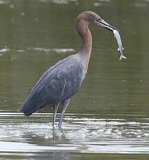 Aigrette roussâtre