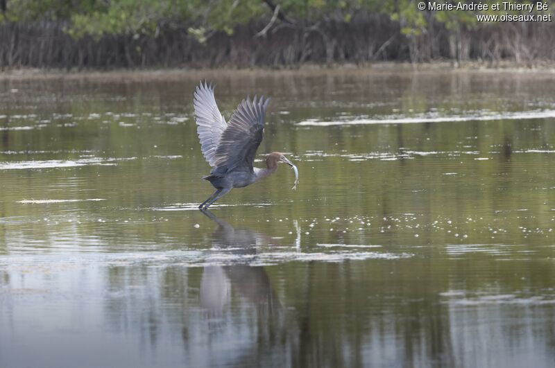 Reddish Egret