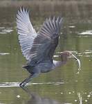 Aigrette roussâtre