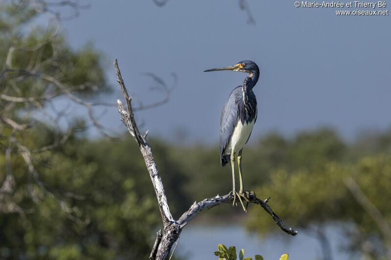 Aigrette tricolore