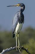 Tricolored Heron