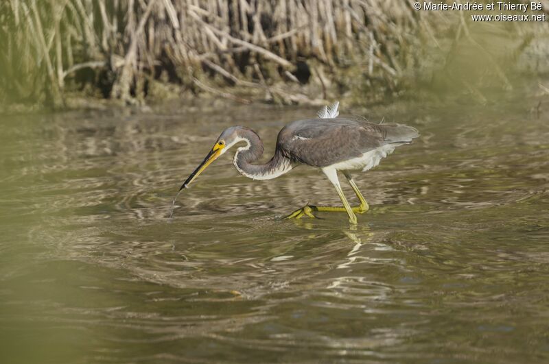 Aigrette tricolore