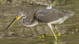 Aigrette tricolore