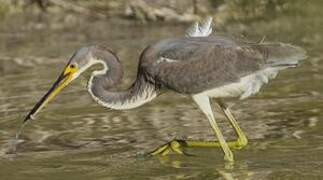 Tricolored Heron