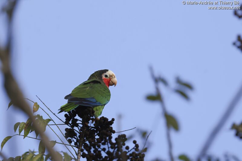 Amazone de Cuba