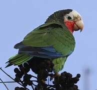 Cuban Amazon