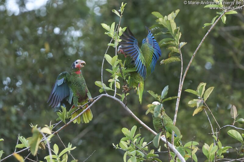 Amazone de Cuba