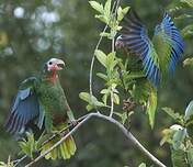 Amazone de Cuba