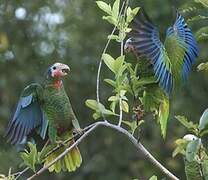 Cuban Amazon