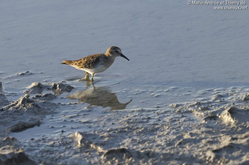 Least Sandpiper