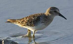 Least Sandpiper