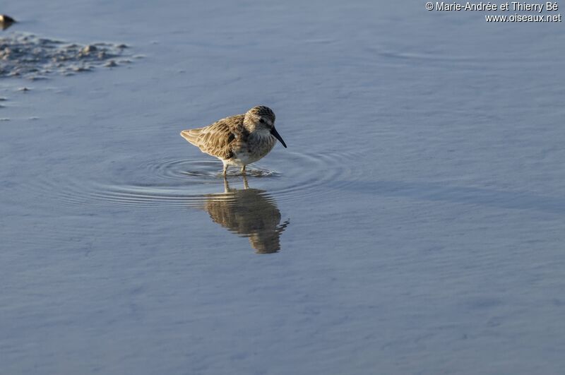 Least Sandpiper