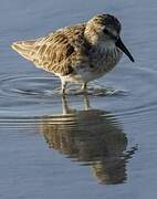 Least Sandpiper