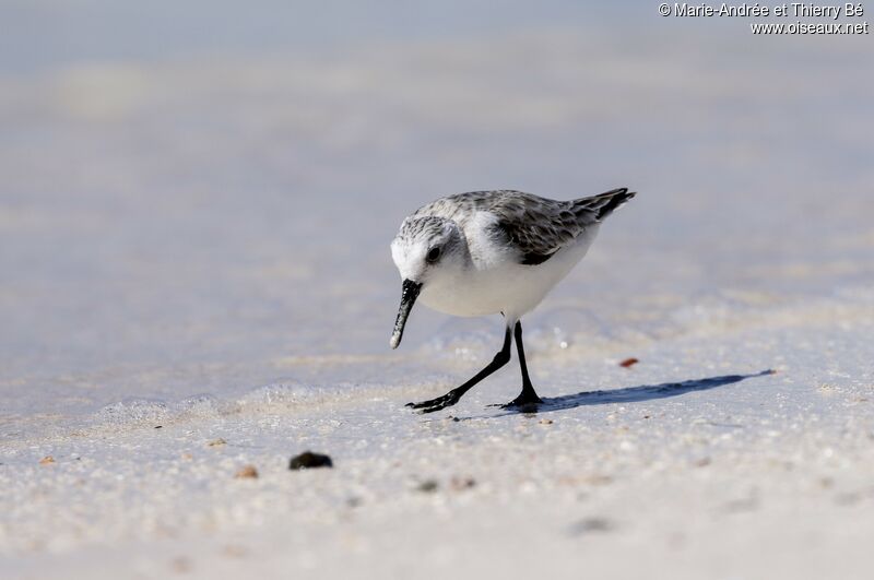 Bécasseau sanderling