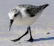 Bécasseau sanderling