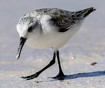 Sanderling