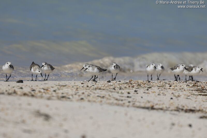 Sanderling