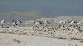 Bécasseau sanderling