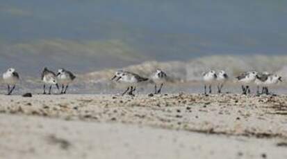 Bécasseau sanderling