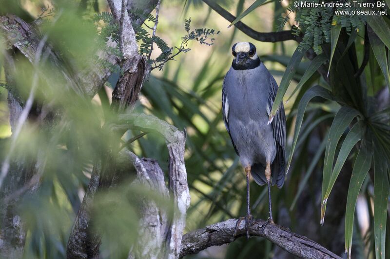 Yellow-crowned Night Heron