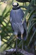 Yellow-crowned Night Heron