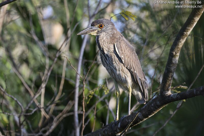 Yellow-crowned Night Heronjuvenile