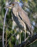 Yellow-crowned Night Heron