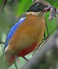 Brève à ailes bleues