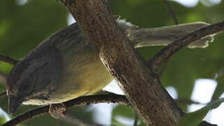 Zapata Sparrow