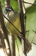 Zapata Sparrow