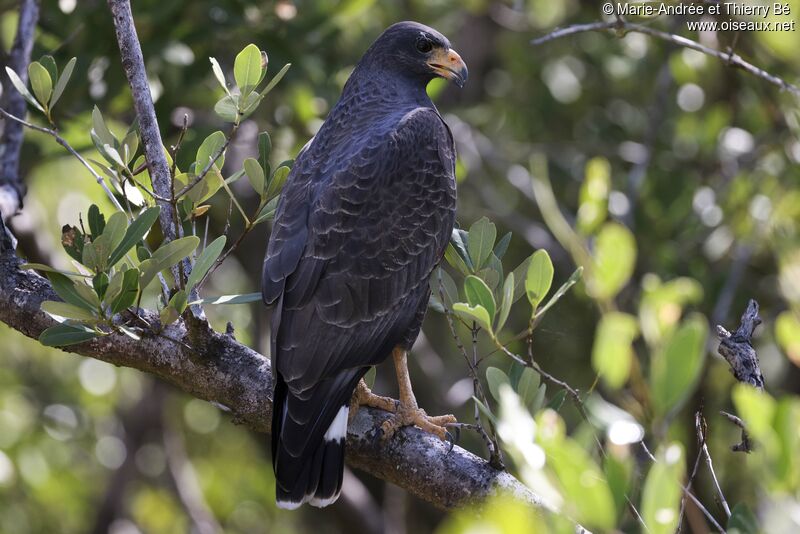 Cuban Black Hawk