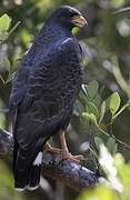 Cuban Black Hawk