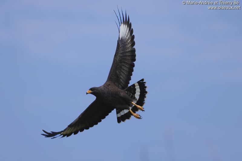 Cuban Black Hawk