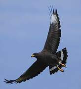 Cuban Black Hawk